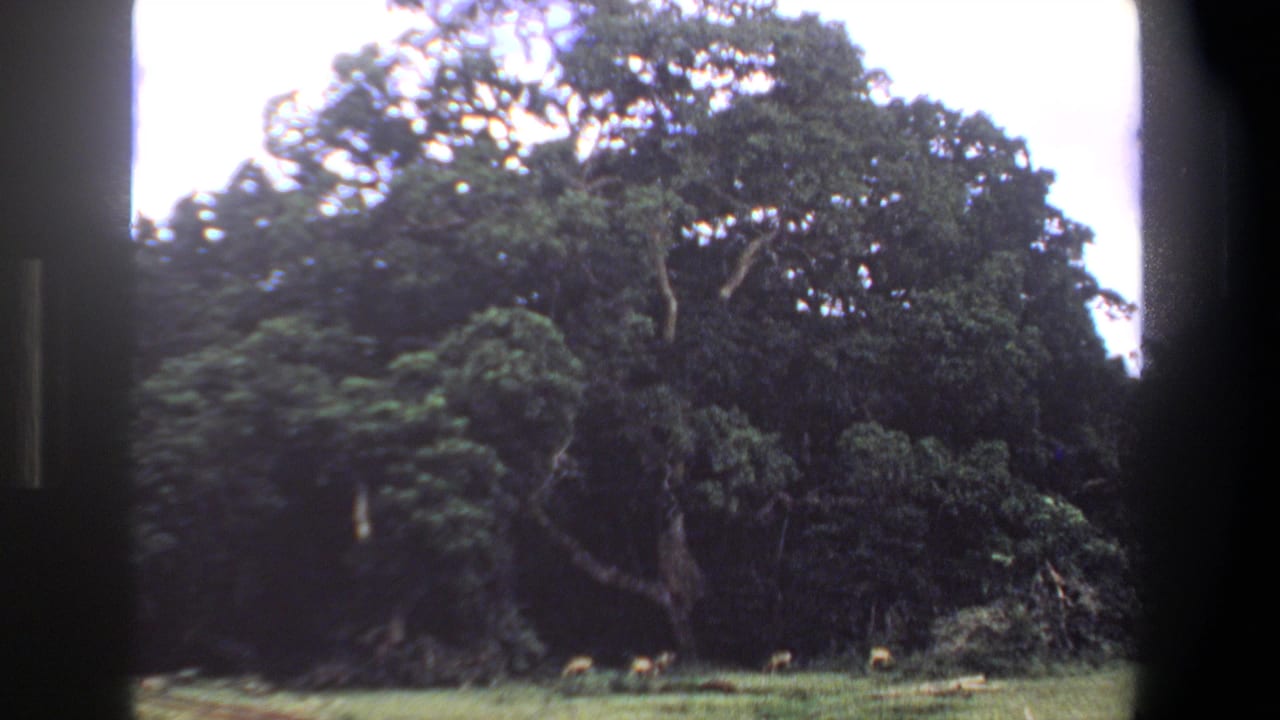 1969 Pretoria home-movie frame showing small grazing animals below a massive tree, with dark 8mm frame edges visible.