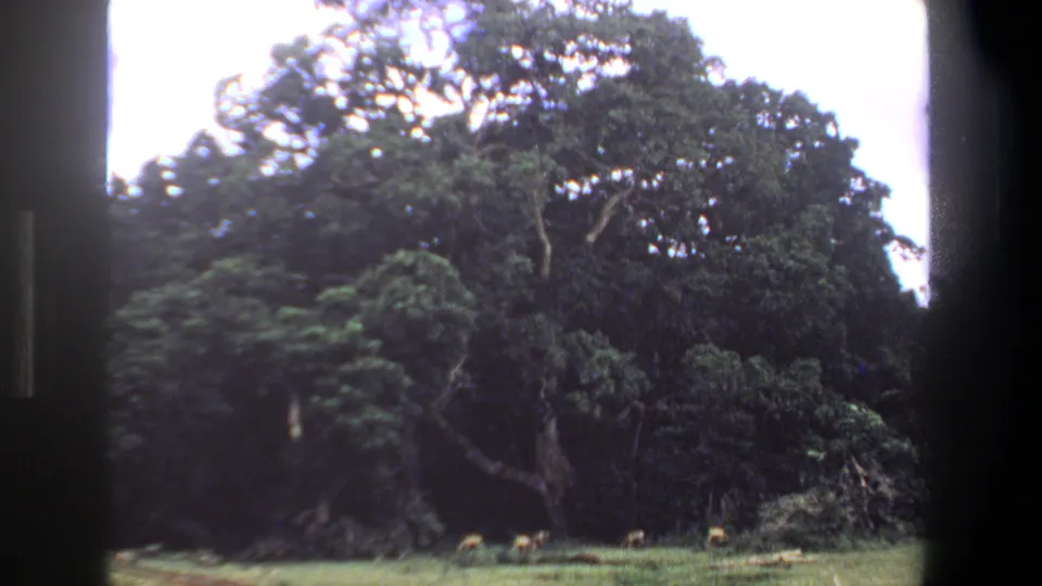 1969 Pretoria home-movie frame showing small grazing animals below a massive tree, with dark 8mm frame edges visible.