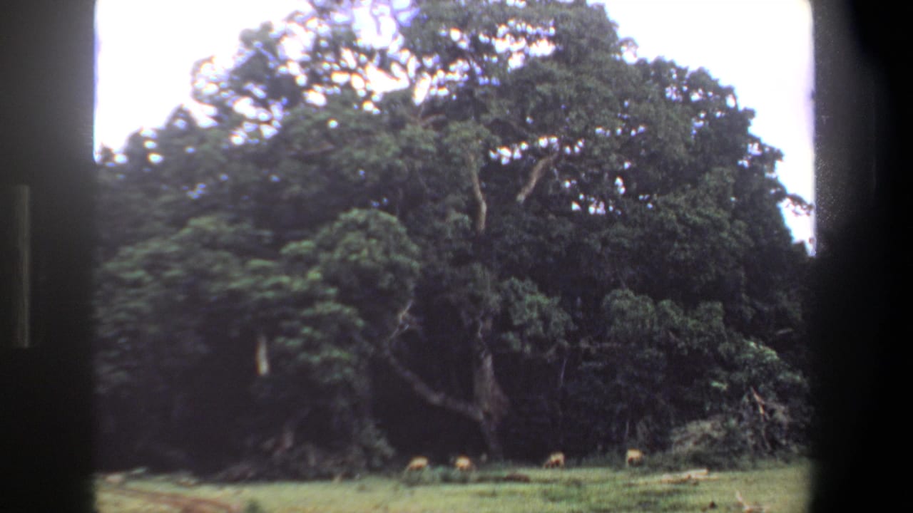 1969 Pretoria 8mm frame with distant animals in grass below dense tree cover and visible projector or gate borders.