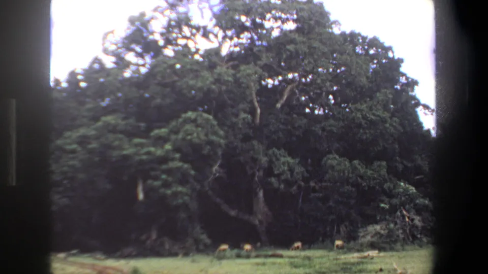 1969 Pretoria 8mm frame with distant animals in grass below dense tree cover and visible projector or gate borders.