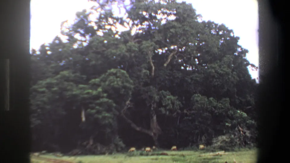 Soft 1969 Pretoria home-movie view of grazing animals under heavy foliage, with faded color and rounded frame corners.