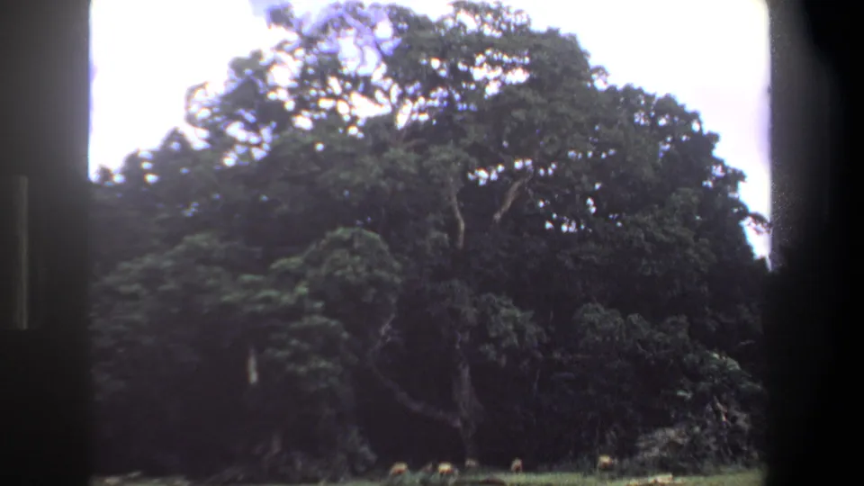 1969 Pretoria frame showing a massive leafy tree over small animals in a clearing, with faded 8mm color and dark borders.