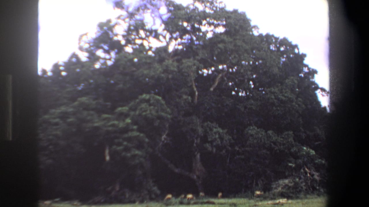 1969 Pretoria home-movie frame showing distant antelope grazing below dense trees in a shaded green clearing.