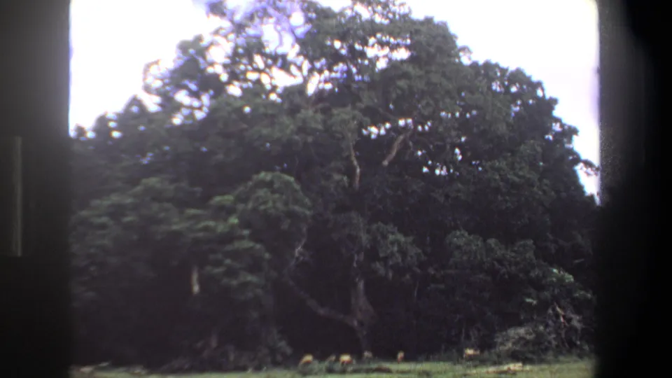 1969 Pretoria home-movie frame showing distant antelope grazing below dense trees in a shaded green clearing.