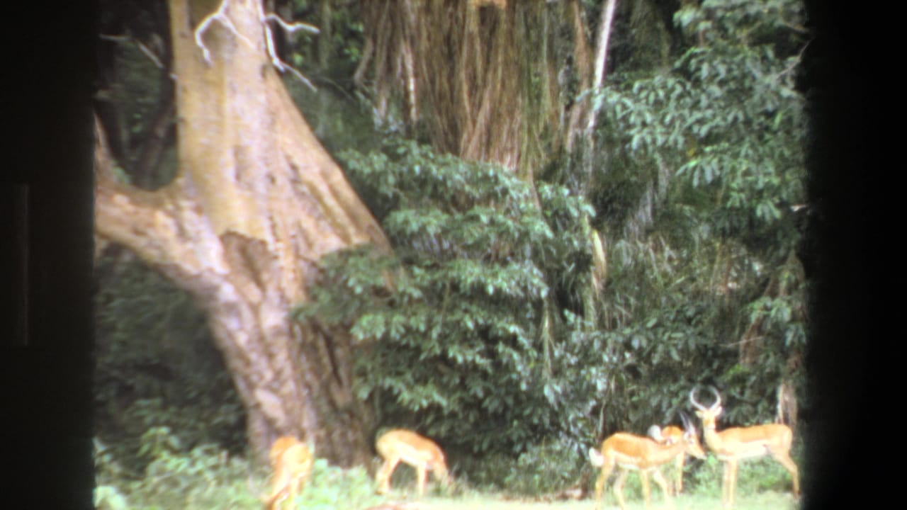 Antelope stand and graze beside a massive pale tree trunk and thick foliage.