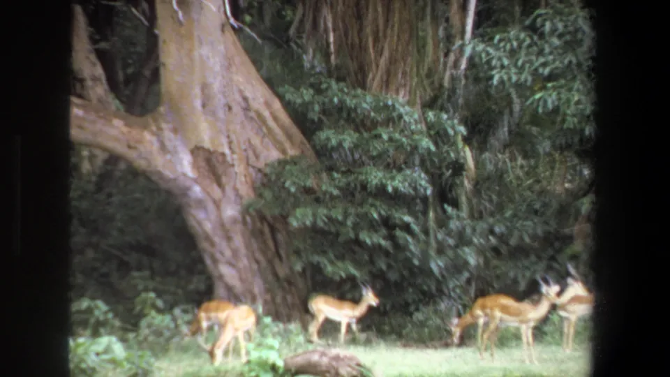 1969 Pretoria frame showing antelope grazing and standing around a broad old tree base in dense greenery.