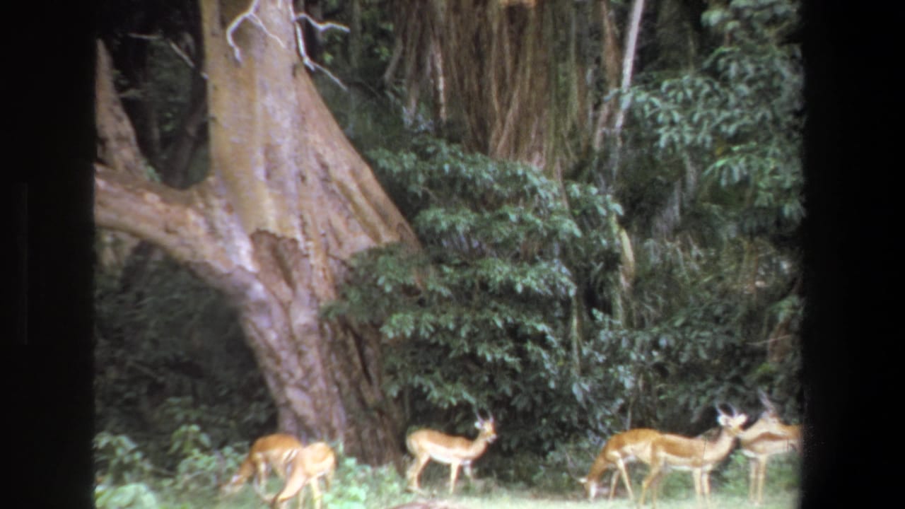 1969 Pretoria home-movie frame showing several impalas grazing near a huge pale tree trunk in a forest clearing.