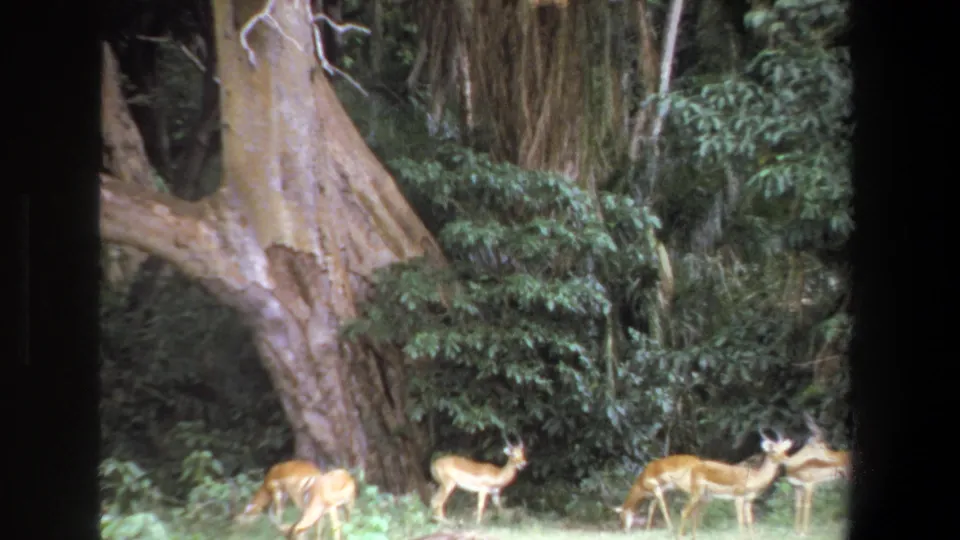 1969 Pretoria home-movie frame showing several impalas grazing near a huge pale tree trunk in a forest clearing.