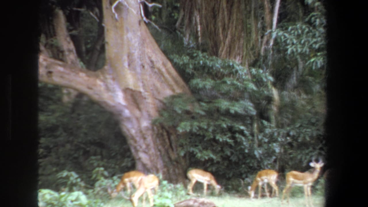 1969 Pretoria wildlife frame with impalas spread across sunlit grass before dense forest and a large textured tree.