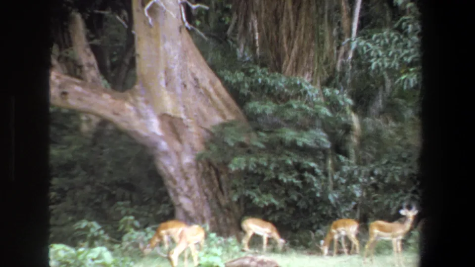 1969 Pretoria wildlife frame with impalas spread across sunlit grass before dense forest and a large textured tree.