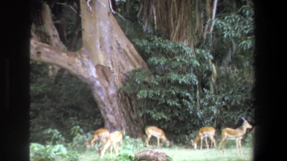 1969 Pretoria 8mm frame showing impalas grazing in a shaded green clearing with a huge tree and thick vegetation behind them.