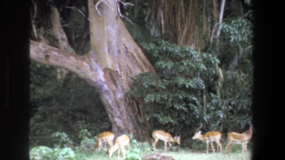 1969 Pretoria home-movie still with impalas in a green clearing, framed by a pale tree trunk, bushes, and dark film edges.