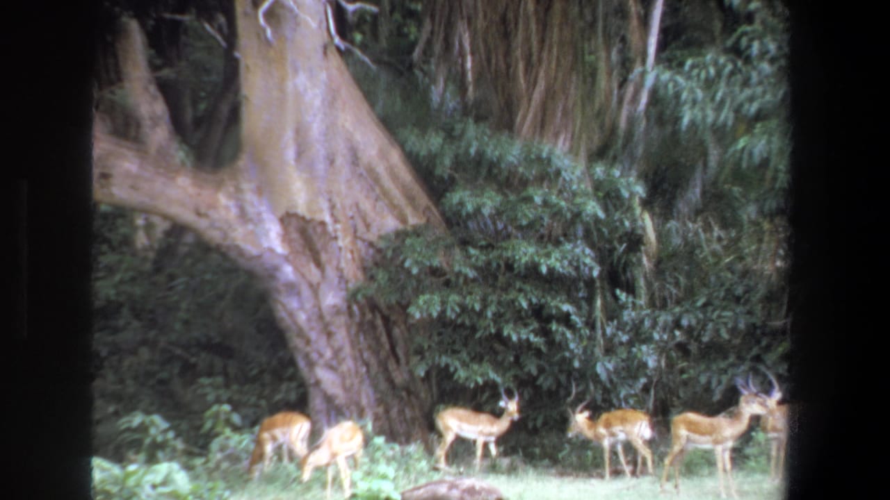 1969 Pretoria home-movie frame showing antelope grazing near a massive tree trunk and dense green foliage.