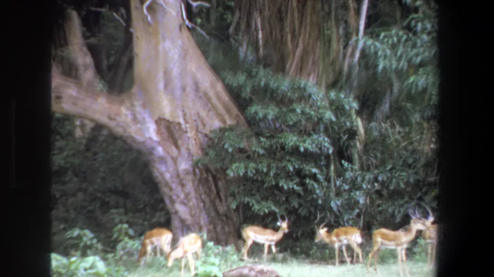 1969 Pretoria home-movie frame showing antelope grazing near a massive tree trunk and dense green foliage.