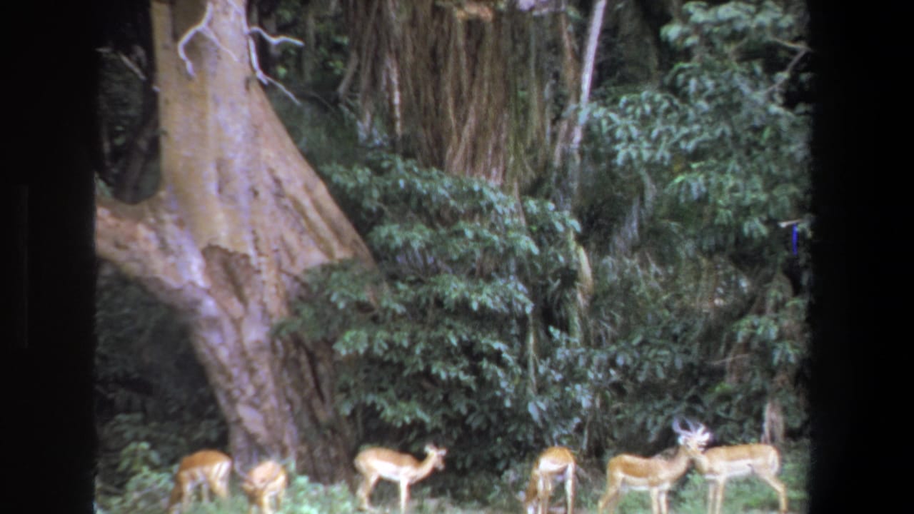 Several antelope stand and graze near dense trees and vines.