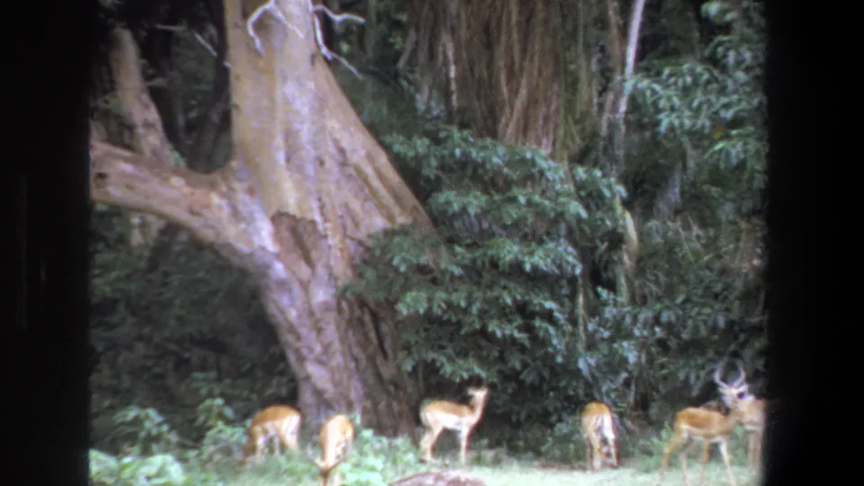 1969 8mm frame from Pretoria showing antelope grazing under a large tree in a shaded forest clearing.