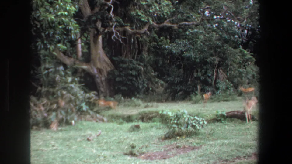 Wide 1969 Pretoria home-movie view of antelope moving through a grassy clearing bordered by mature trees.