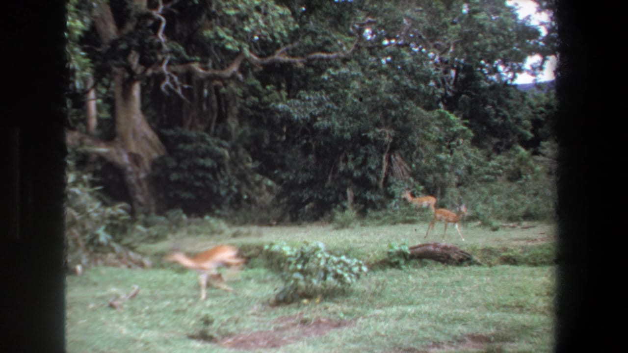Three deer in a green clearing beside dense trees, with one blurred deer crossing the foreground.