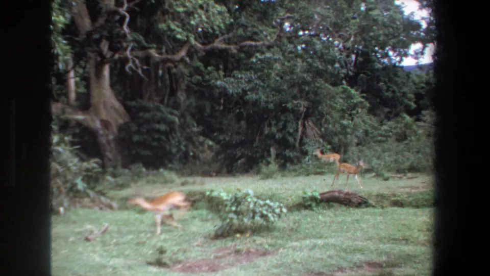 1969 Pretoria home-movie frame showing three light-brown deer in a grassy wooded clearing, one blurred by motion near the left foreground.