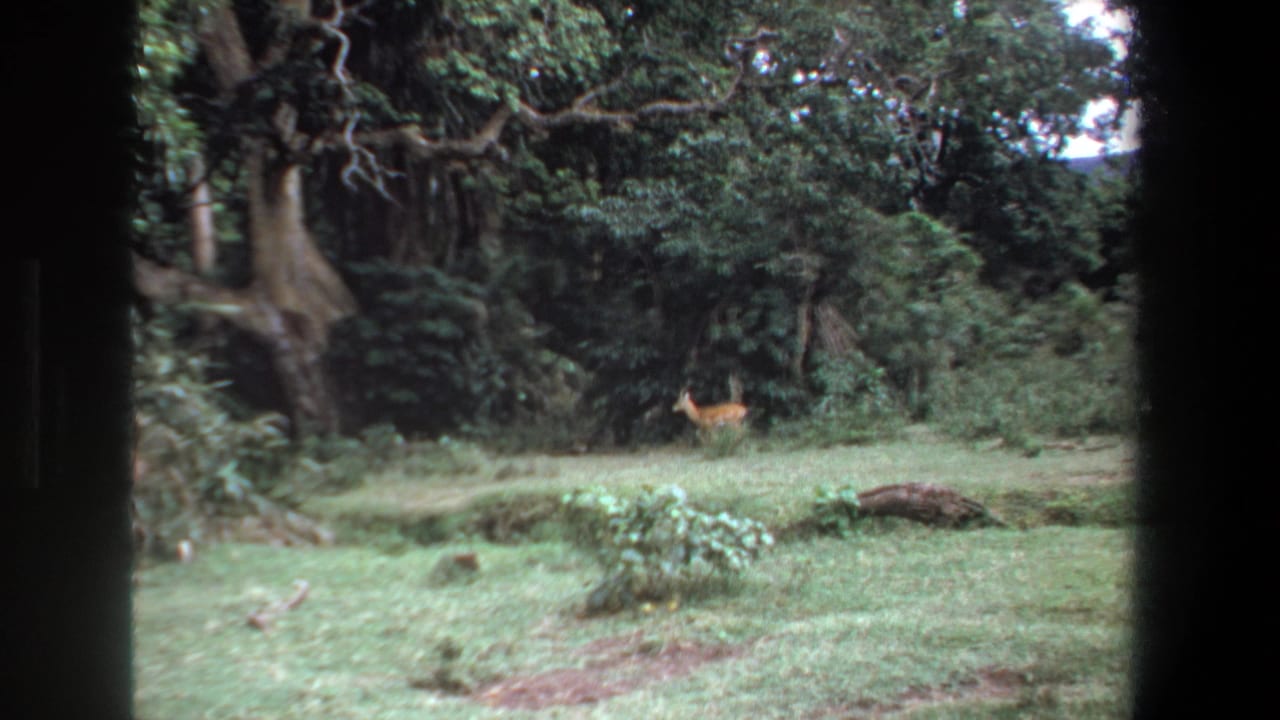 1969 Pretoria frame with a light-brown deer paused in a green clearing, backed by thick trees and a fallen log in the foreground.