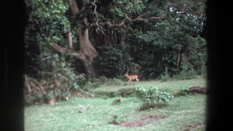 1969 Pretoria home-movie still showing a deer farther across the grassy clearing, with heavy tree cover and soft 8mm focus.
