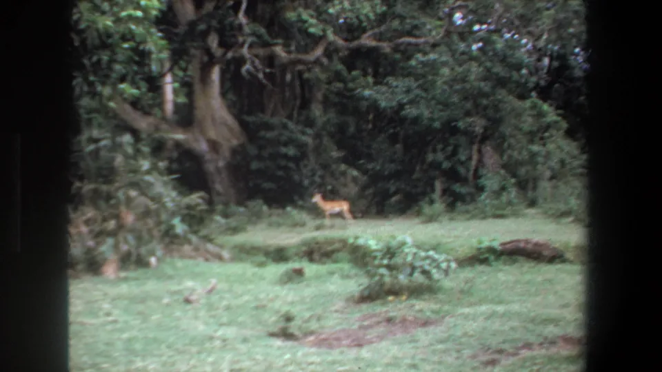 1969 Pretoria frame showing a deer near the right edge of a wooded clearing, with soft color, visible grain, and dark 8mm frame edges.