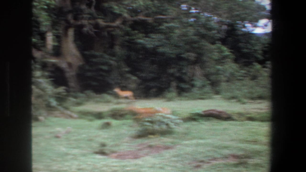 1969 Pretoria home-movie frame showing a small deer or antelope in green grassland beyond dark window framing.