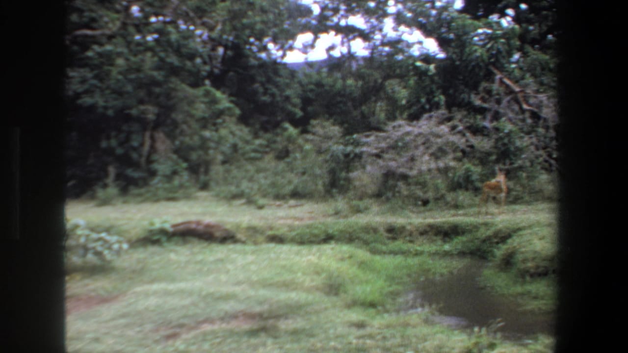 Green clearing with trees, shrubs, stream, and dark window frame in foreground.