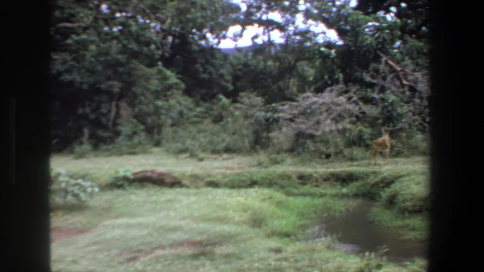 1969 Pretoria frame with a grassy clearing, dense foliage, a small stream, and dark foreground window framing.