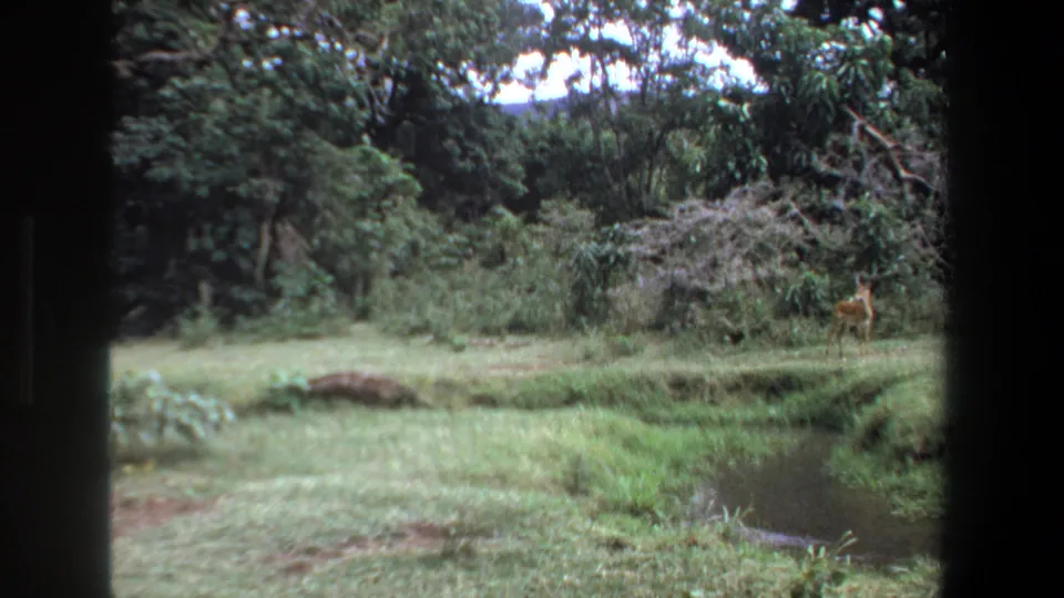 1969 Pretoria home-movie still showing a small deer or antelope near dense shrubs, grassland, and a narrow stream.