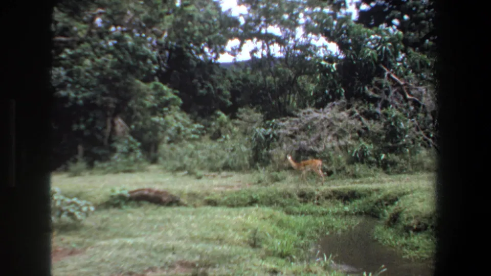 1969 Pretoria frame showing a small deer or antelope running through a green clearing near a narrow stream and trees.