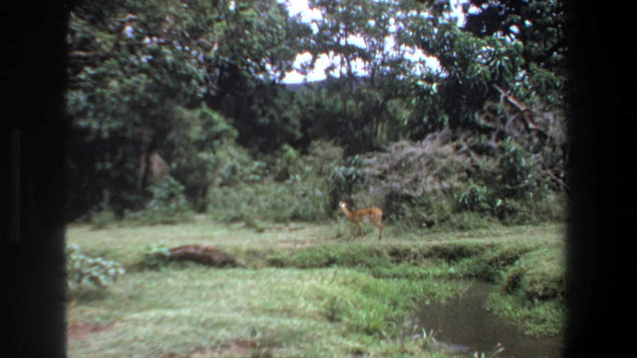 1969 Pretoria home-movie frame showing an antelope in grassy terrain beside a small creek and dense trees.