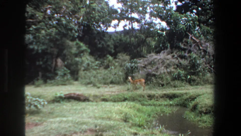 1969 Pretoria home-movie frame showing an antelope in grassy terrain beside a small creek and dense trees.