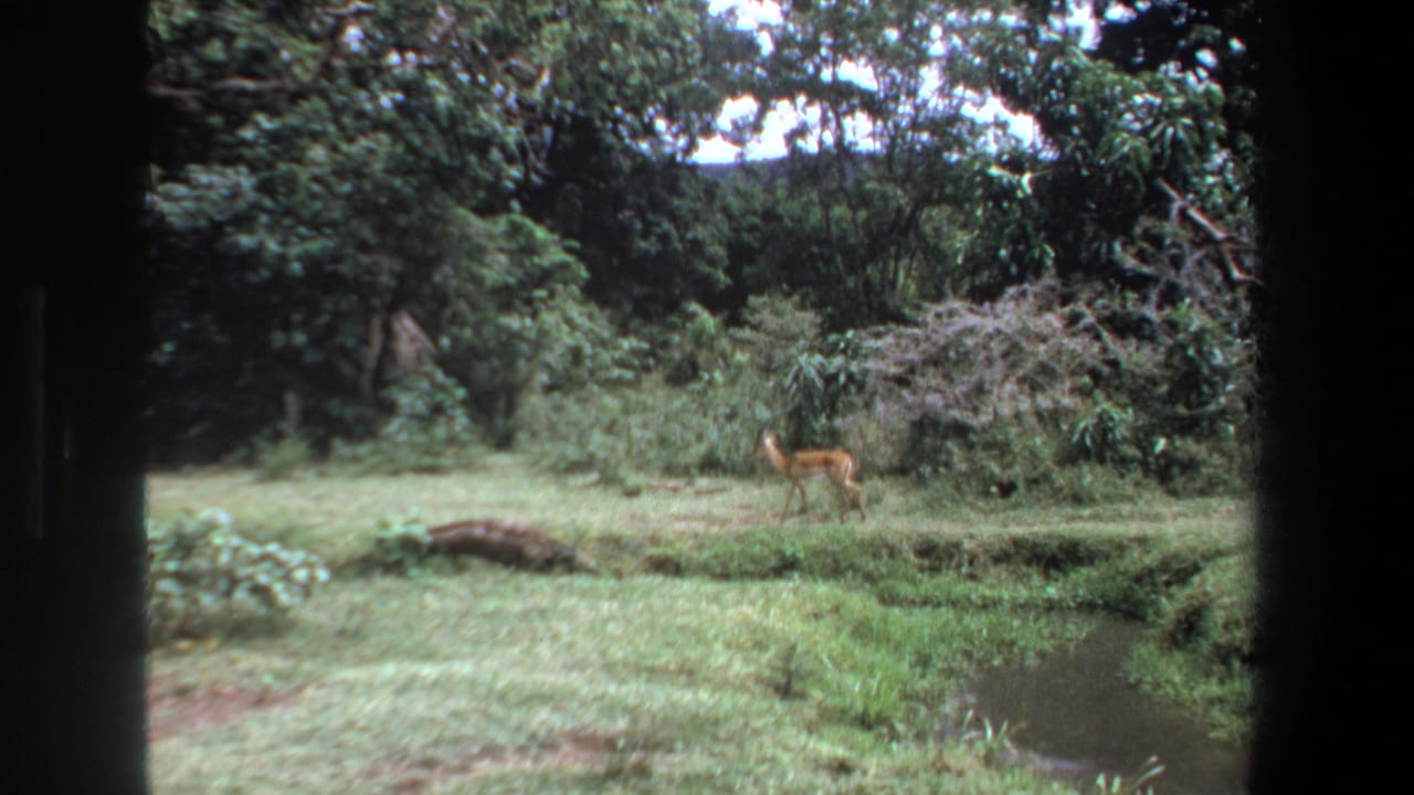 Antelope standing alert in a grassy clearing beside a narrow creek.