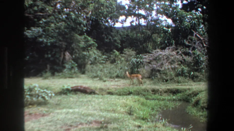 Antelope visible in a Pretoria, South Africa outdoor scene, framed by grass, brush, trees, and a narrow water channel.