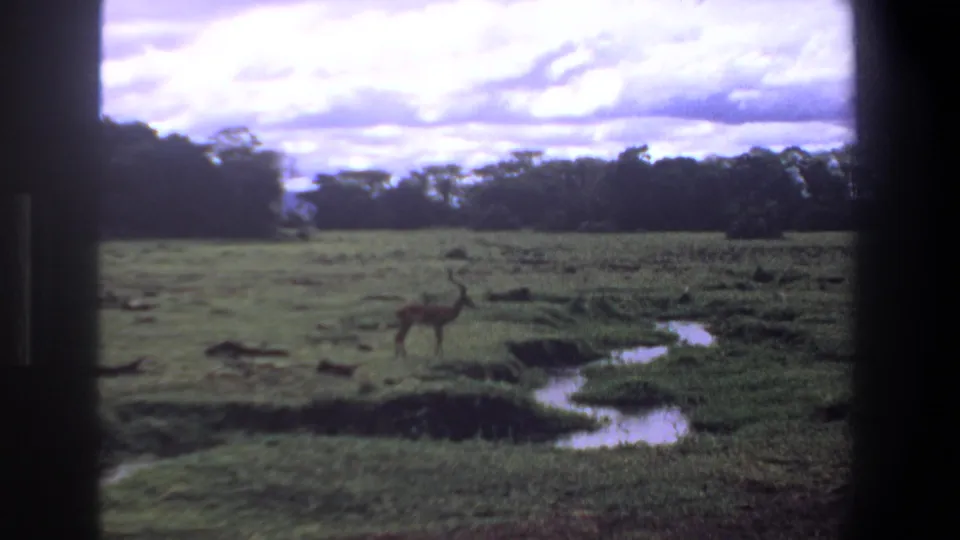 Pretoria 1969 home-movie frame showing an antelope near a narrow creek across open grassland beneath cloudy skies.