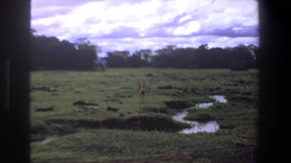 Pretoria 1969 home-movie frame showing an antelope in green grassland, a curving stream, distant trees, and soft film grain.