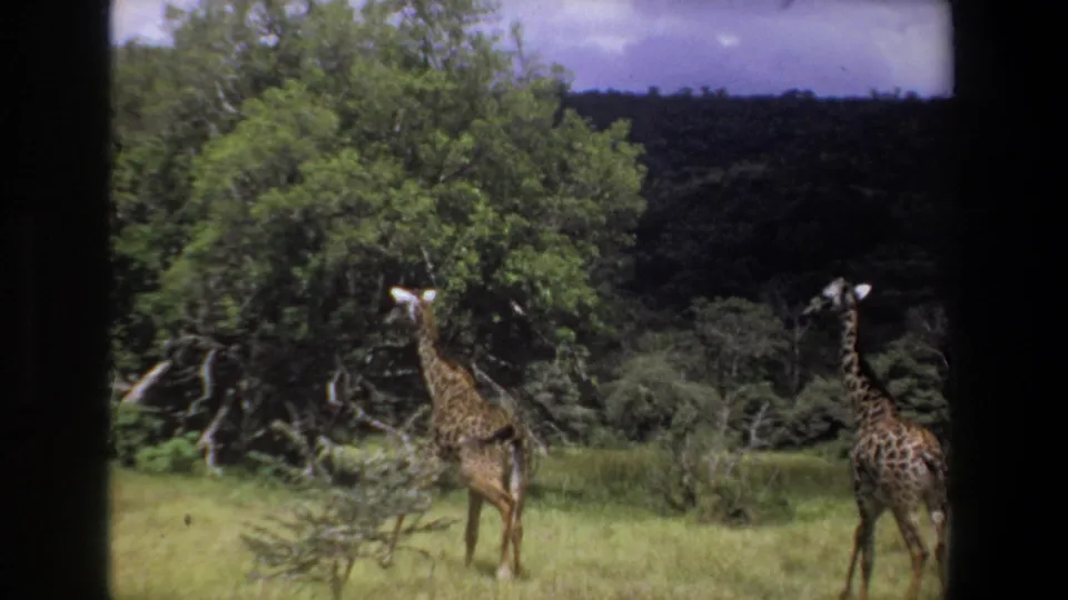 1969 South Africa home-movie wildlife frame showing two giraffes in grassland near trees and distant hills.