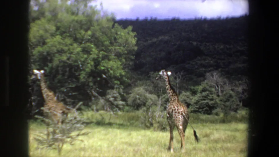 1969 South Africa wildlife frame showing a giraffe standing in open grass with trees and dark wooded hills beyond.