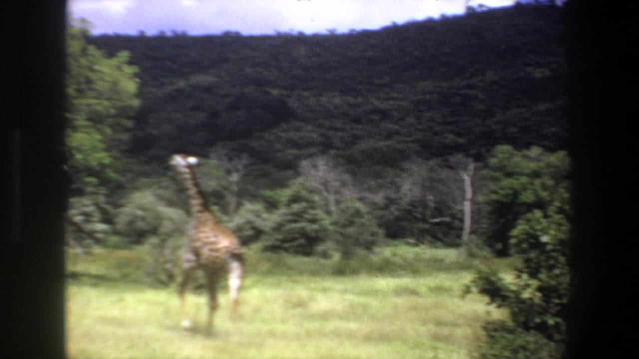 1969 Pretoria 8mm footage showing a giraffe in open grassland, partly framed by dark vehicle or film edges.