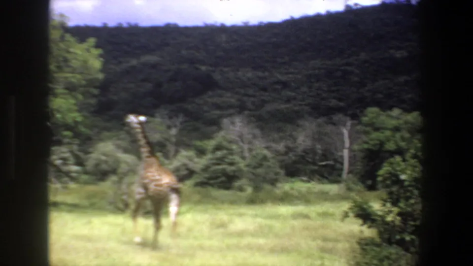 1969 Pretoria 8mm footage showing a giraffe in open grassland, partly framed by dark vehicle or film edges.