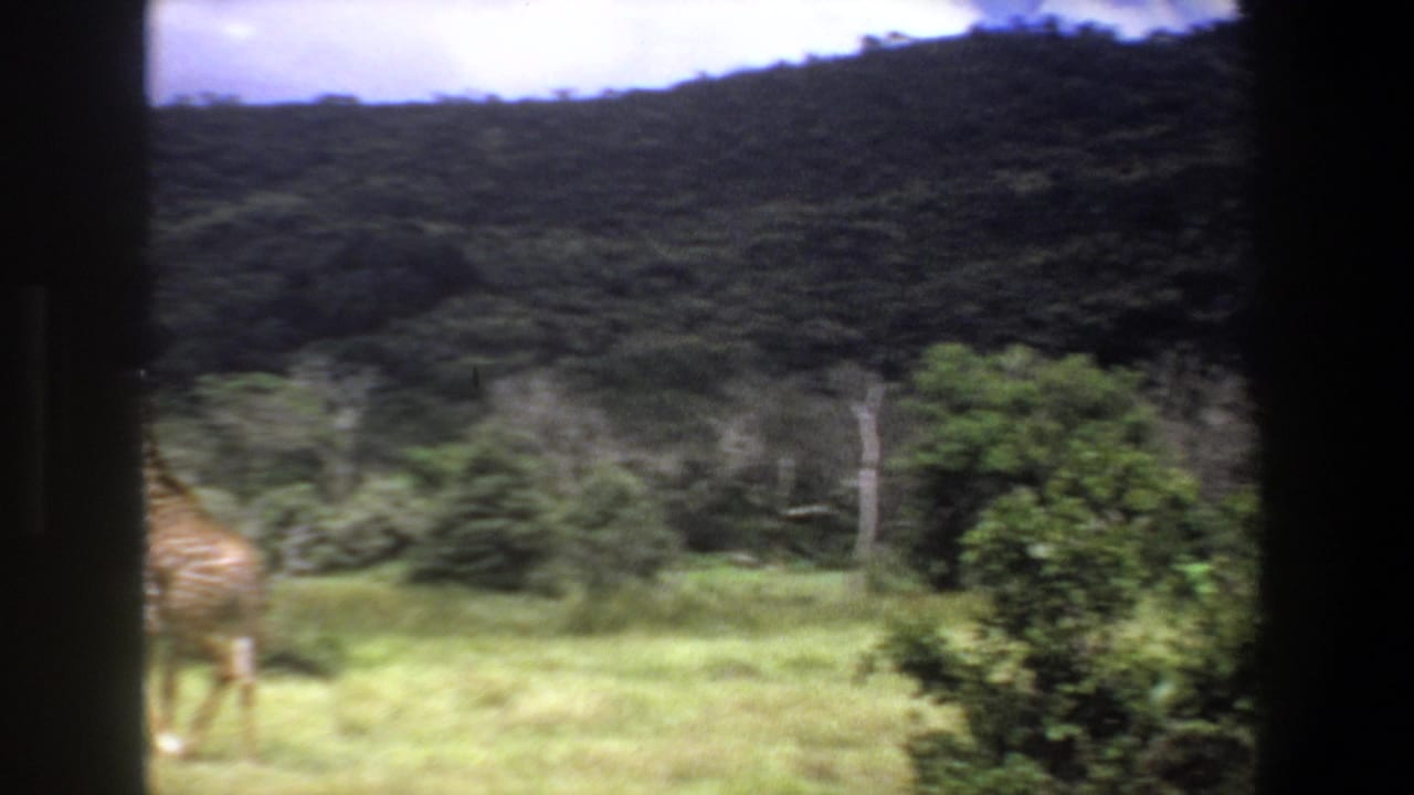 1969 Pretoria home-movie frame with a giraffe partly obscured by framing as it moves through grass near shrubs.