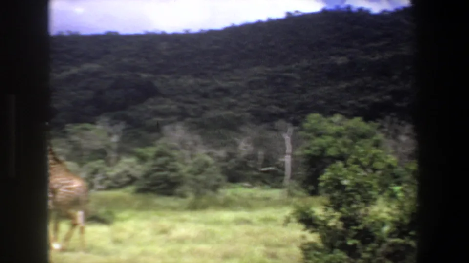 1969 Pretoria home-movie frame with a giraffe partly obscured by framing as it moves through grass near shrubs.