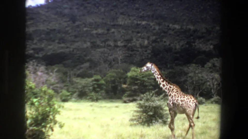 1969 Pretoria 8mm frame showing a giraffe walking across open pasture, with shrubs and forested slope in the background.