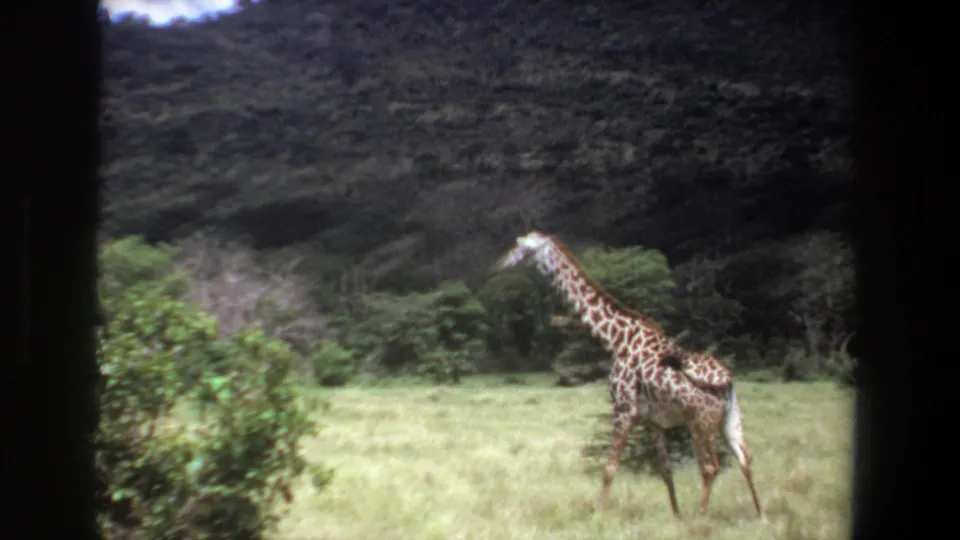 1969 Pretoria home-movie frame of a giraffe walking away through pasture, backed by shrubs and a wooded hillside.