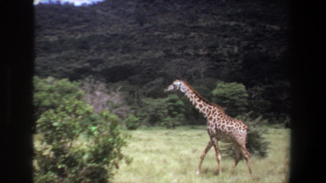 1969 Pretoria 8mm frame showing a giraffe moving left through grassland, with shrubs, trees, and a forested hillside in the background.