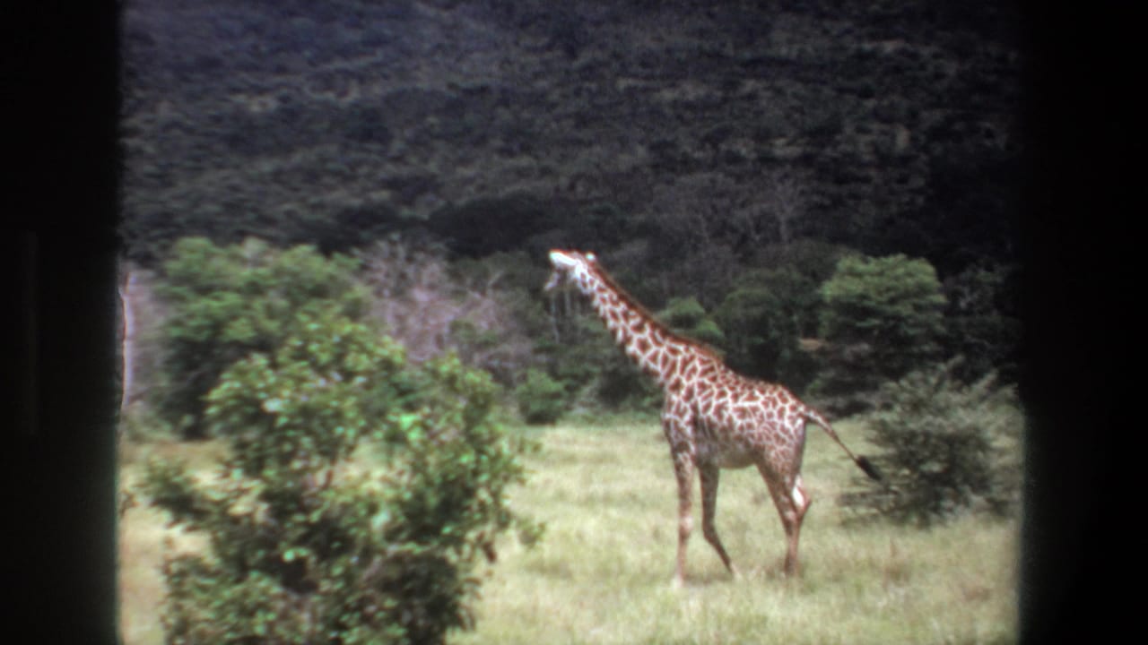 1969 Pretoria home-movie frame of a giraffe in a grassy clearing beside a leafy shrub, backed by trees and a dark hillside.