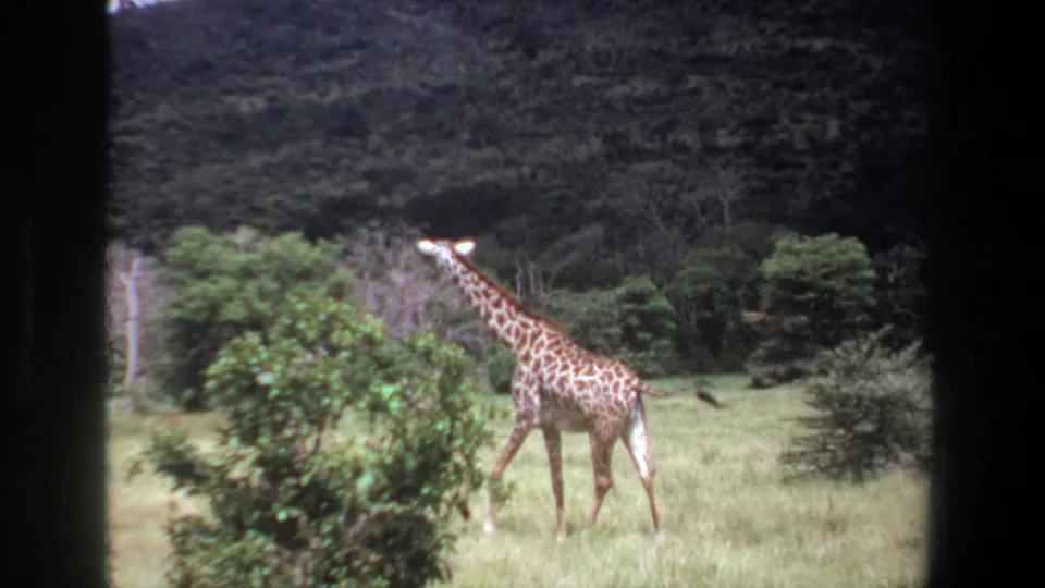 1969 Pretoria 8mm frame with a giraffe partly aligned behind a foreground shrub, crossing sunlit grass before trees and hillside.