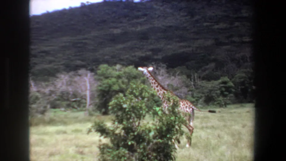 1969 Pretoria home-movie frame showing a giraffe partly hidden by a shrub as it moves through grass below a wooded hill.