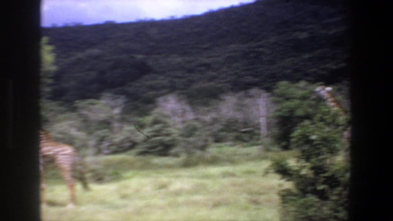1969 Pretoria home-movie frame with giraffes partly visible in grassy habitat near trees and a dark hillside.